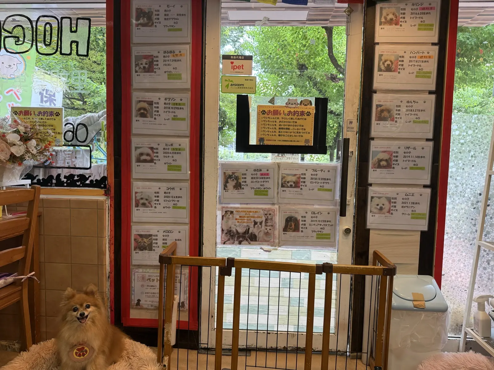 Adoption profile cards for rescue dogs and cats posted in the front window of HOGOKEN CAFE, with a Pomeranian resting nearby