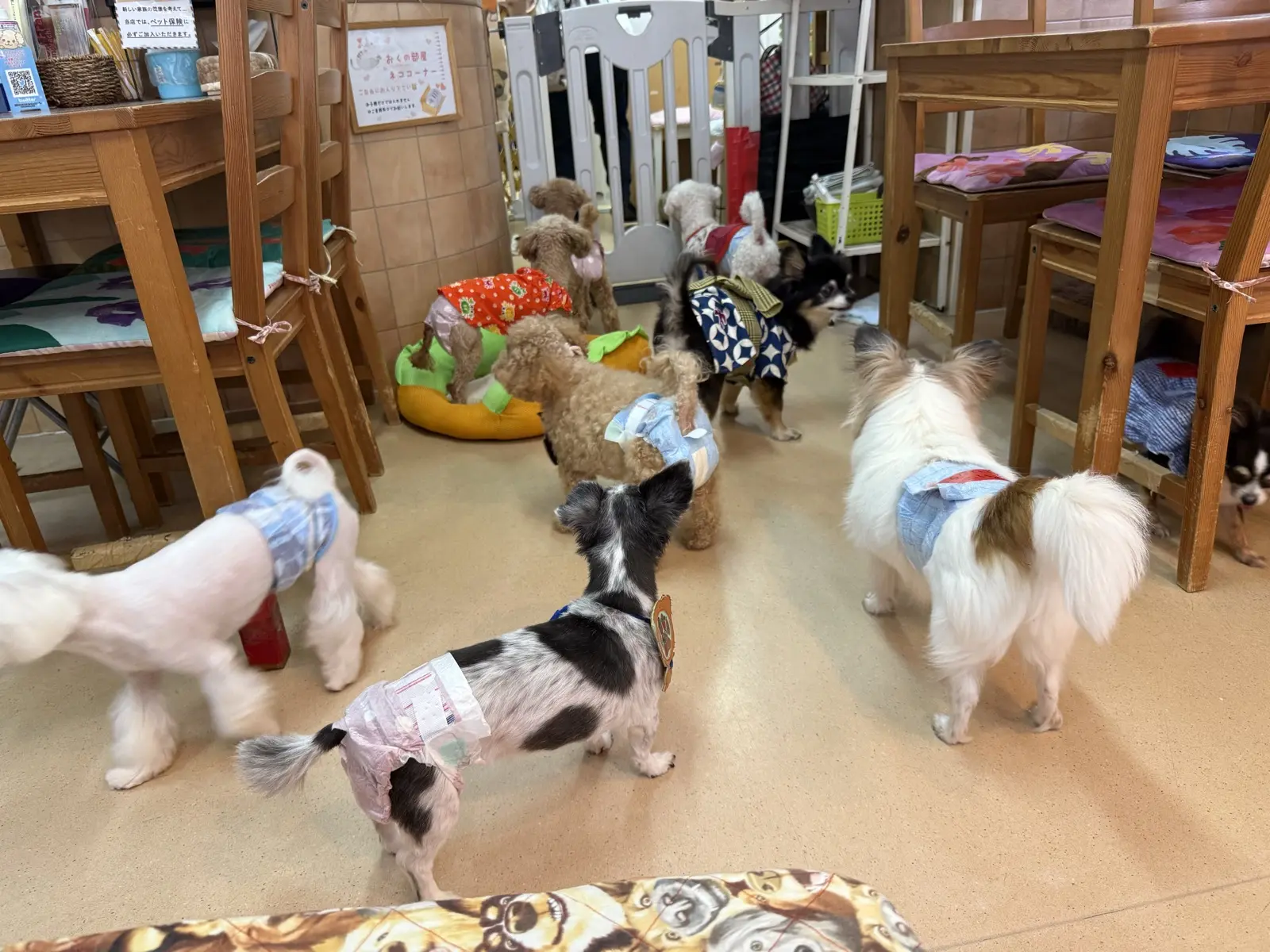 Several small rescue dogs in little outfits and manner pants standing on the floor of HOGOKEN CAFE