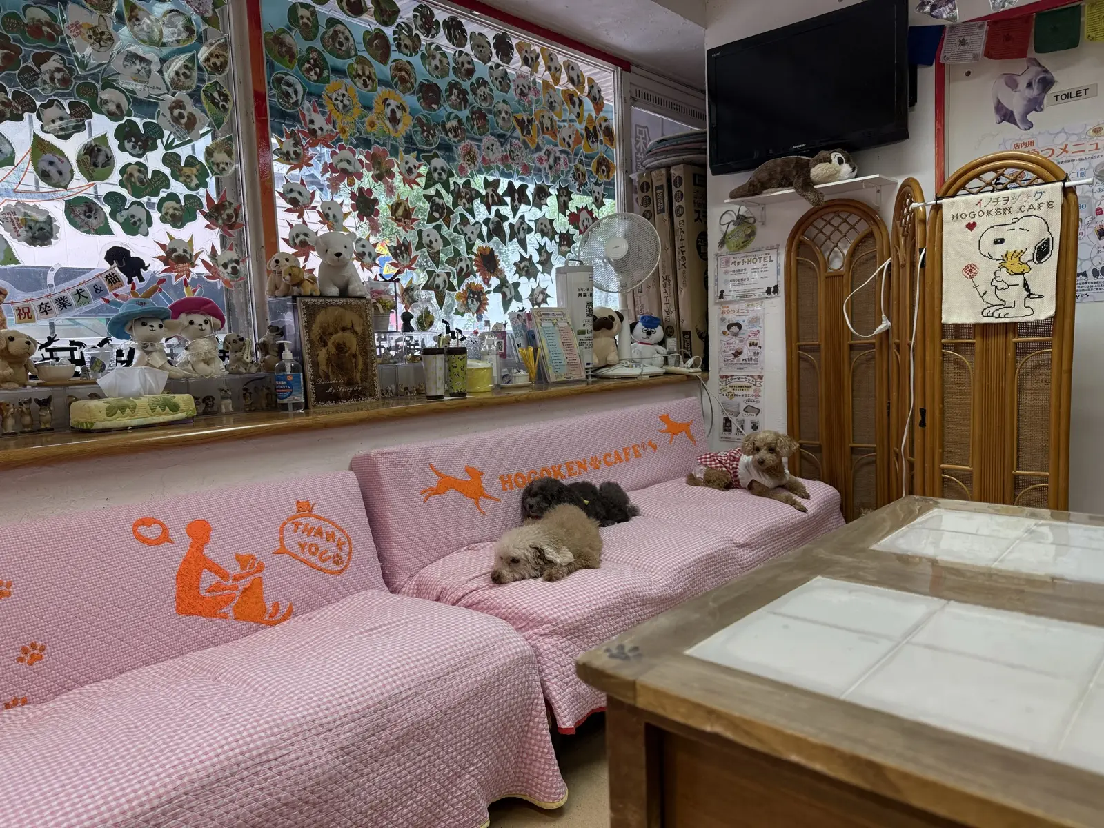 Small poodles napping on pink sofas printed with the HOGOKEN CAFE logo, walls covered in dog photos