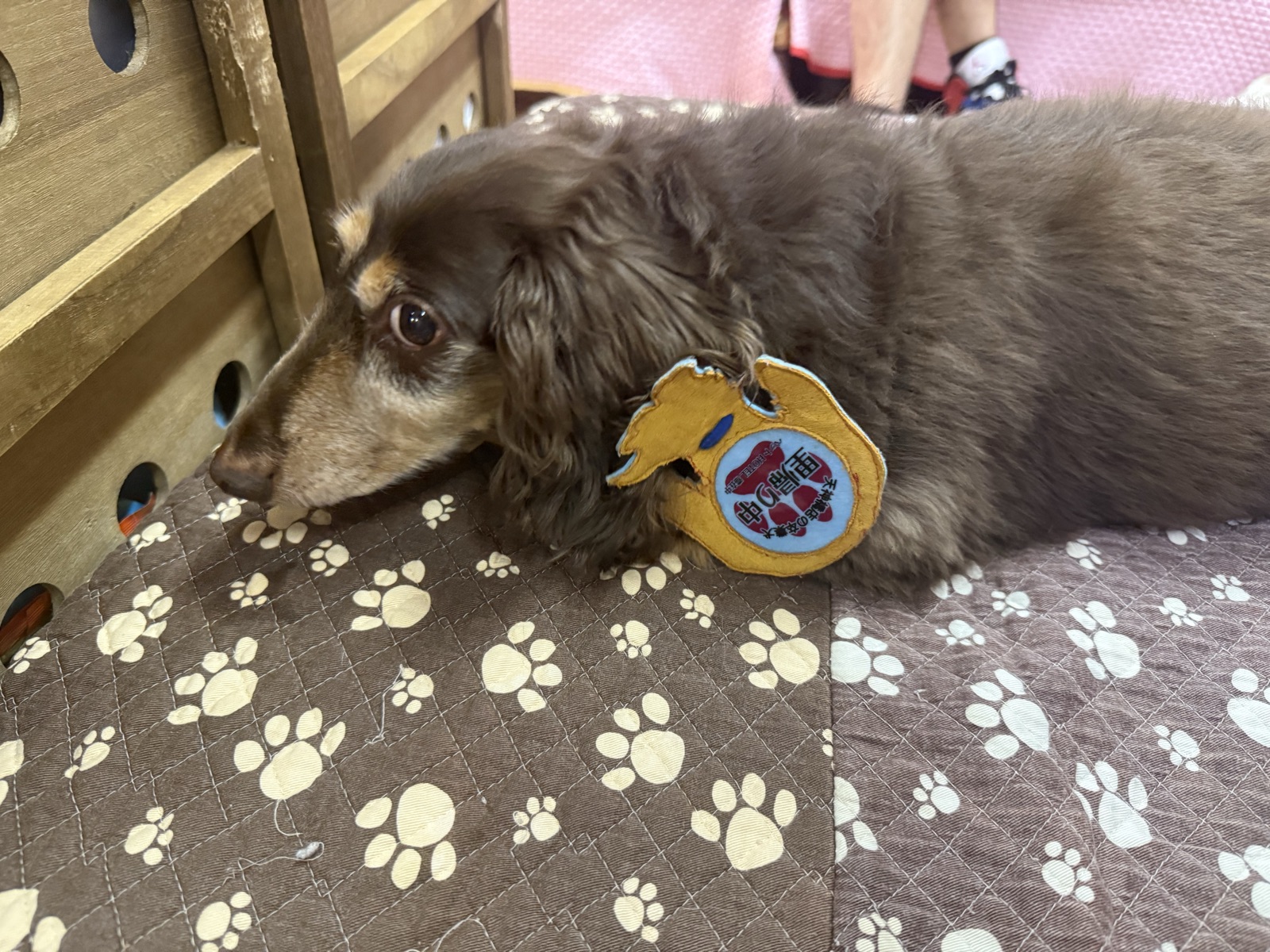 An elderly long-haired dachshund with a greying muzzle resting on a paw-print blanket at HOGOKEN CAFE