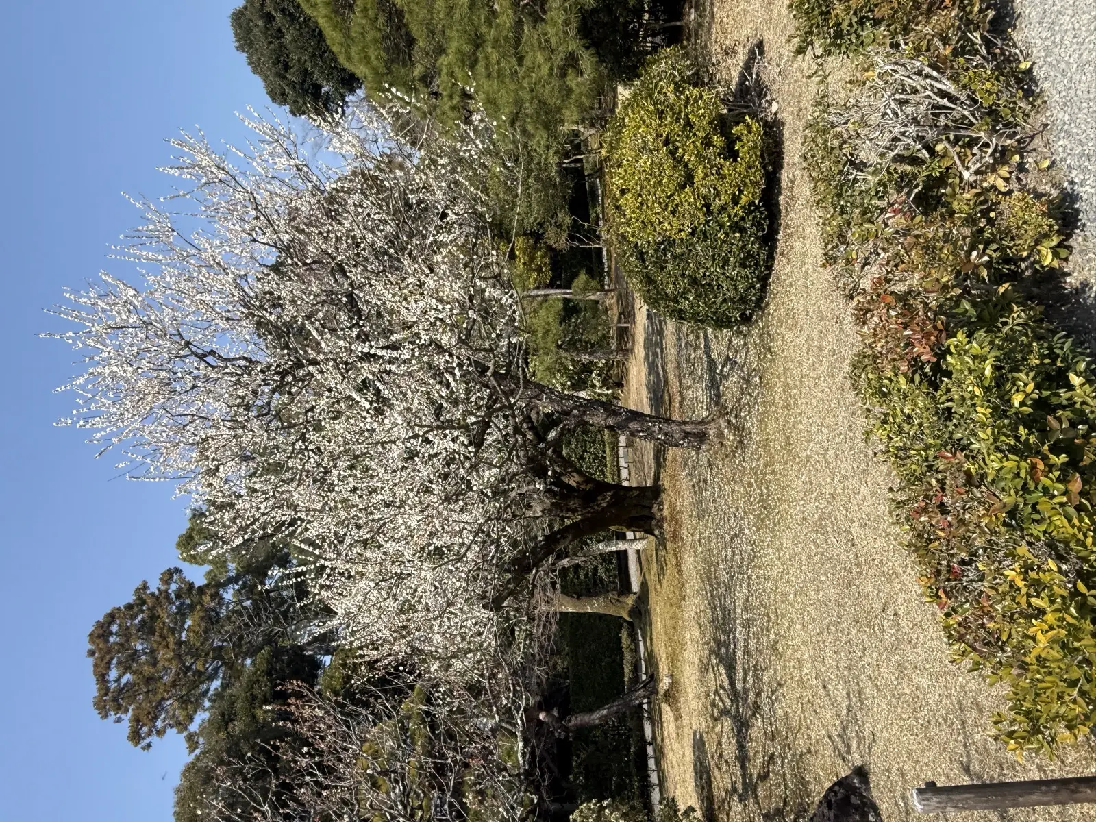 Plum blossoms in bloom in a quiet garden with gravel paths near Ise, in late winter light