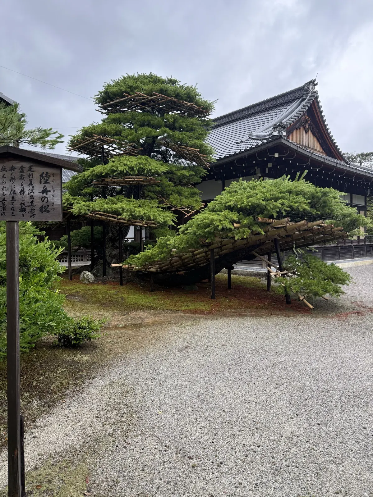 The Rikushu-no-matsu, a boat-shaped pine at Kinkaku-ji — our own photo
