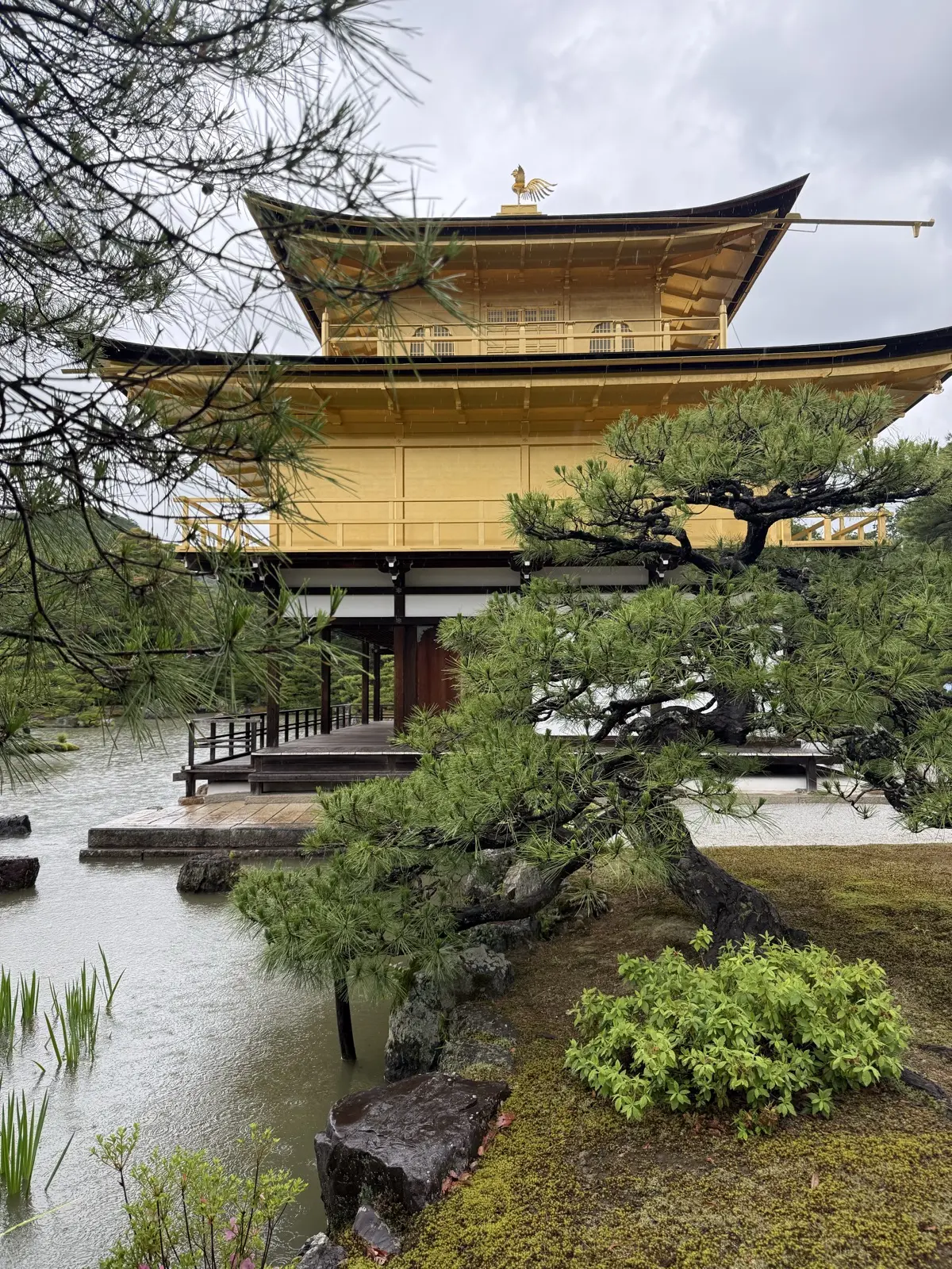 The Golden Pavilion framed by a pine tree from the garden path — our own photo